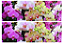 ORQUIDEA 003 FAIXA LATERAL (PAPEL ARROZ) - Imagem 1