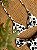 Biquíni Jeri Dots - Imagem 4