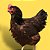 Rhode Island Red (Vermelho) - Ovo Galado - Imagem 1