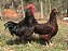Rhode Island Red (Vermelho) - Ovo Galado - Imagem 3