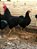 Mini Rhode Island Red - Ovo Galado - Imagem 2