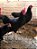 Mini Rhode Island Red - Ovo Galado - Imagem 1