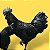 Ovos de Ayam Cemani - Imagem 1