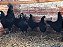 Ovos de Ayam Cemani - Imagem 4