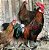 Ovos De Galinha Bankiva Para Incubação - Imagem 2