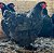 Ovos Férteis De Cochinchina Negra Para Incubação - Imagem 3