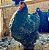 Ovos Férteis De Cochinchina Negra Para Incubação - Imagem 1