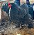 Ovos Férteis De Cochinchina Negra Para Incubação - Imagem 5