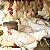 Ovos de Galinha Poedeiras - 330 Ovos Por Ano - Imagem 2