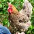 Ovos De Marans (Ovos Marrom Escuro) - Pronto Para Chocar - Imagem 1