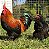 Ovos De Marans (Ovos Marrom Escuro) - Pronto Para Chocar - Imagem 3