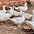 Pato Gigante Alemão - Imagem 3