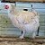 Ovos De Galinha Frisada Para Chocar - Imagem 5