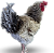 Ovos De Galinha Frisada Para Chocar - Imagem 1