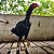Ovos Galados Para Chocar de Indio Gigante Negro - Imagem 2