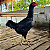 Ovos Galados Para Chocar de Indio Gigante Negro - Imagem 3