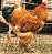 Brahma Buff - Ovo Galado - Imagem 3