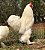 Brahma Branca - Ovo Galado - Imagem 5