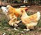 Brahma Lemon Pyle - Ovo Galado - Imagem 3