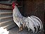 Leghorn Splash - Ovo Galado - Imagem 2