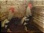 Leghorn Prata - Ovo Galado - Imagem 2