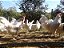 Leghorn Inglesa - Ovo Galado - Imagem 2