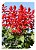 Sementes de  Salvia Splendens Alta / Flor-de-Cardeal 1g - Isla - Imagem 2