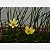 Bulbo Zephyranthus Citrina Amarelo (Lírio do vento) - Cartela com 8 bulbos - Imagem 2