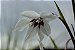 Bulbos Gladíolos da Ethiopia Accidanthera - 8 Bulbos (Branca com Roxa) - Imagem 2