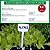 Identificador De Plantas E16  (200 Unidades) Etiqueta Plantas 16cm - Imagem 2