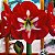 Bulbo Amaryllis Ster Holland (Vermelha Branco) - Imagem 1