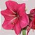 Bulbo Amaryllis Bolero (Pink) - Imagem 2