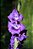 Bulbos Gladíolos Purpura Palma Santa Rita - 6 Bulbos - Imagem 3