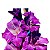 Bulbos Gladíolos Purpura Palma Santa Rita - 6 Bulbos - Imagem 7