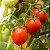 Semente de Tomate Santa Clara 2,5g - Imagem 2