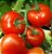 Semente de  Tomate Super Marmande (Gaúcho/Maçã) - Envelope 3,5g - Imagem 3