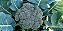 Semente de Brócolis de Cabeça - Envelope 5g - Imagem 2