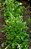 Semente de Rúcula Cultivada - Envelope 10g - Imagem 2