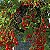 Semente de Tomate Cereja Vermelho - Envelope 2g - Imagem 2