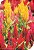 Semente de Flor Celósia Plumosa Sortuda (Rabo-De-Galo) - Envelope 0,9g - Imagem 1