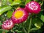 Semente de Flor Helichrysum / Sempre-Viva Sortida - Envelope 0,9g - Imagem 2