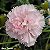 Semente de Flor Cravo Chabaud Gigante Dobrado Rosa - Envelope 0,1g - Imagem 2