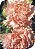 Semente de Flor Cravo Chabaud Gigante Dobrado Rosa - Envelope 0,1g - Imagem 1