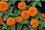 Semente de Flor Zinnia Gigante da Califórnia Laranja - Envelope 0,3g - Imagem 2