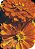 Semente de Flor Zinnia Gigante da Califórnia Laranja - Envelope 0,3g - Imagem 1