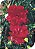 Semente de Flor Cravo Chabaud Gigante Dobrado Vermelho - Envelope 100mmg - Imagem 1