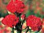 Semente de Flor Cravo Chabaud Gigante Dobrado Vermelho - Envelope 100mmg - Imagem 2