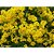 Semente de Flor Alyssum Perene Amarelo - Envelope 300mmg - Imagem 2