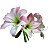 Bulbo Amaryllis Apple Blossum (Rosa) - Imagem 3