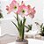 Bulbo Amaryllis Apple Blossum (Rosa) - Imagem 2